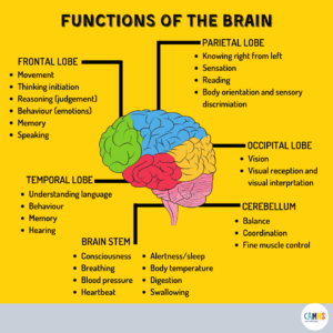 Brain study informally, brain study on a budget, affordable brain study, brain study for beginners, brain study guide, brain anatomy, brain function, brain disorders, mental health, psychology, psychiatry
