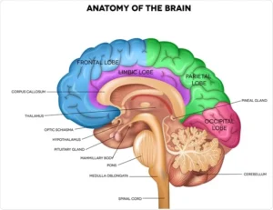 Brain study informally, brain study on a budget, affordable brain study, brain study for beginners, brain study guide, brain anatomy, brain function, brain disorders, mental health, psychology, psychiatry